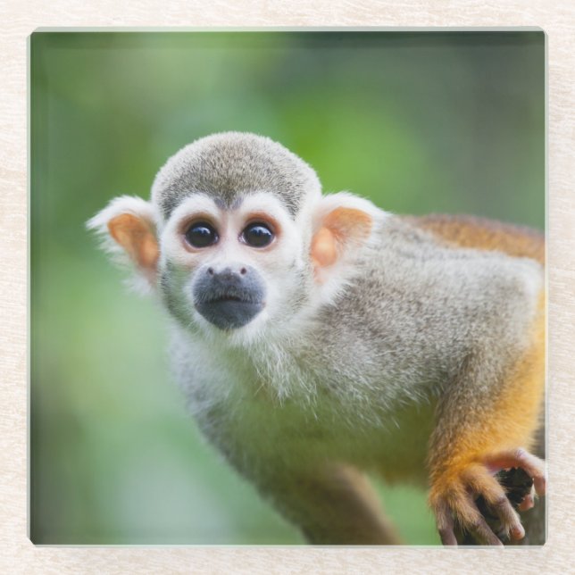 Close-up of a Common Squirrel Monkey Glass Coaster (Front)