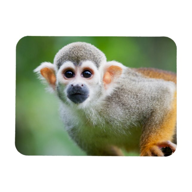 Close-up of a Common Squirrel Monkey Magnet (Horizontal)