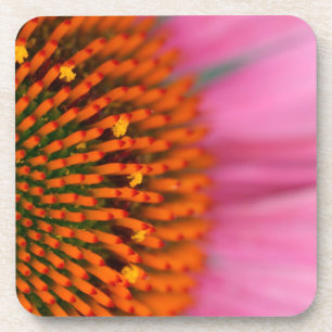 Close-up of a Cone Flower in the summertime, Coaster