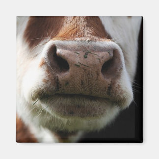 close up of a cow magnet