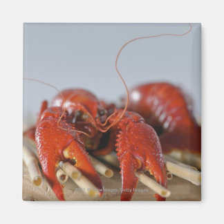 Close-up of a crab on sticks magnet