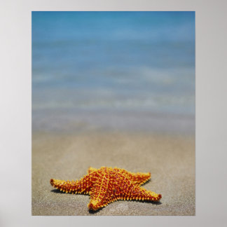 Close-up of a Cushion Starfish Poster