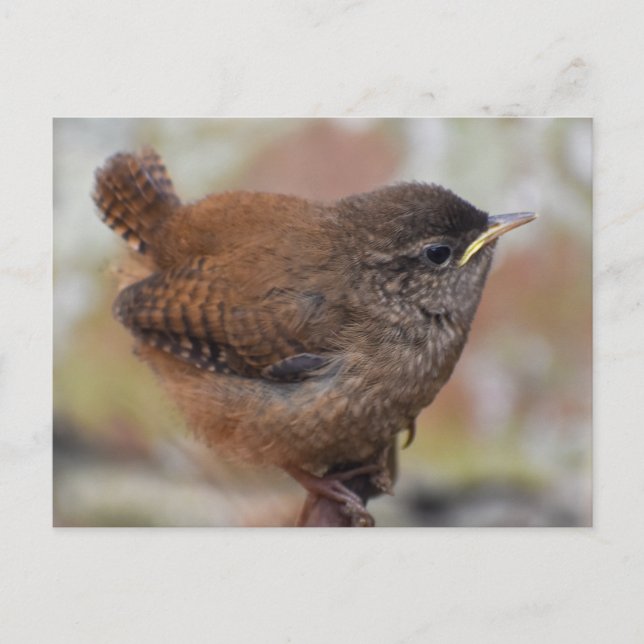 Close Up Of A Cute Young Wren  Postcard (Front)