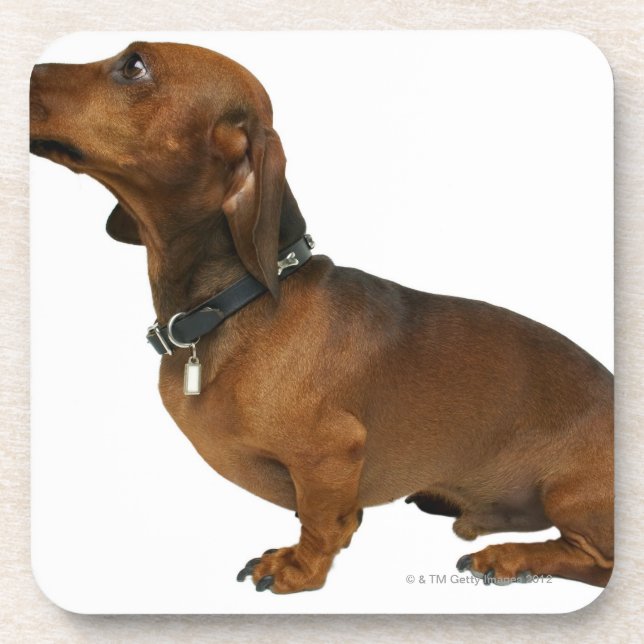 Close up of a dachshund coaster (Front)