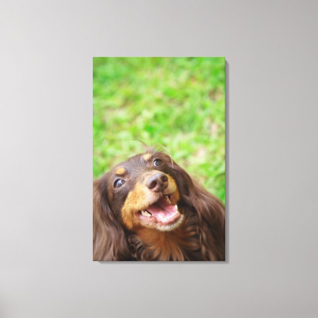 Close-up of a Dachshund dog Canvas Print (Front)