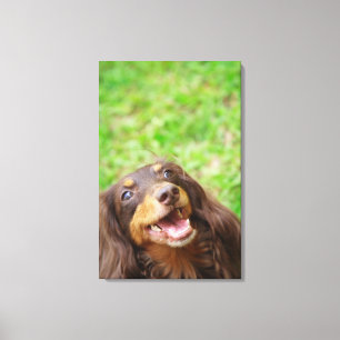 Close-up of a Dachshund dog Canvas Print