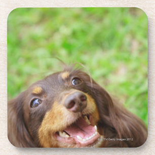 Close-up of a Dachshund dog Coaster