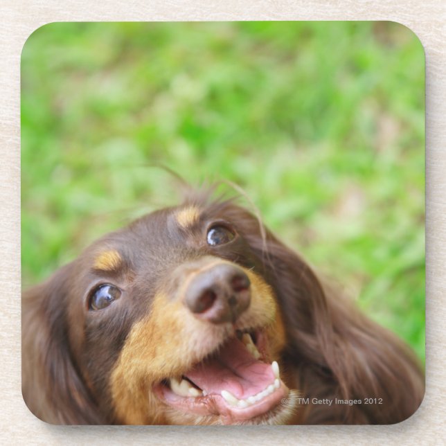 Close-up of a Dachshund dog Coaster (Front)