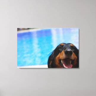 Close-up of a Dachshund dog panting Canvas Print