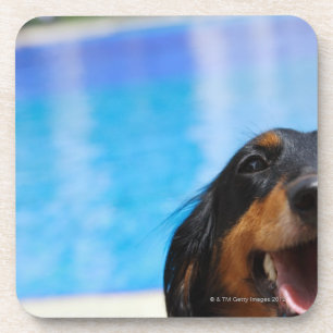 Close-up of a Dachshund dog panting Coaster
