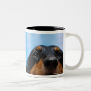 Close-up of a Dachshund dog panting Two-Tone Coffee Mug
