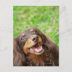 Close-up of a Dachshund dog Postcard