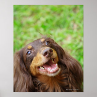 Close-up of a Dachshund dog Poster