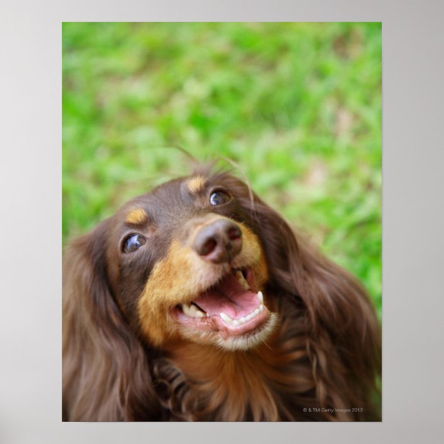 Close-up of a Dachshund dog Poster (Front)