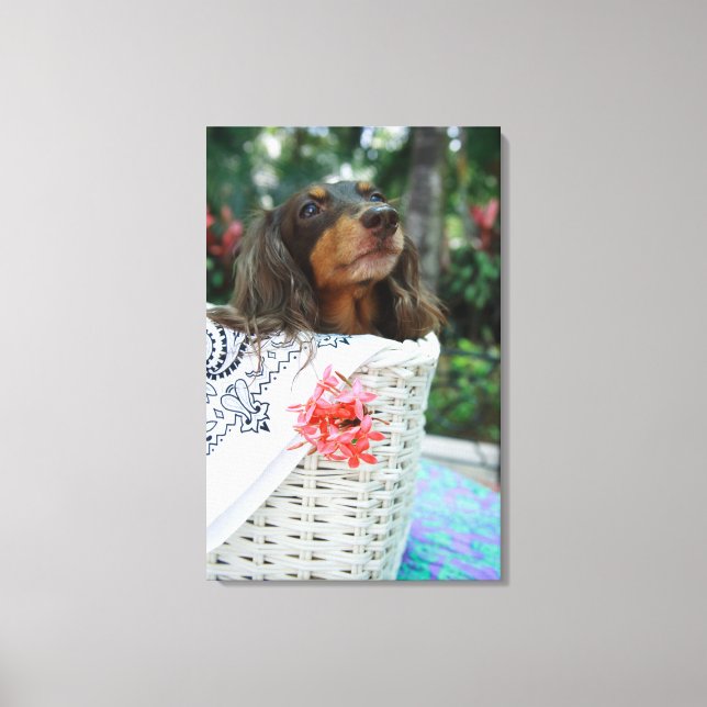 Close-up of a Dachshund dog sitting in a basket Canvas Print (Front)