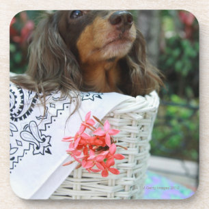 Close-up of a Dachshund dog sitting in a basket Coaster