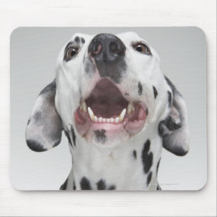 Close up of a Dalmatian dog Mouse Pad