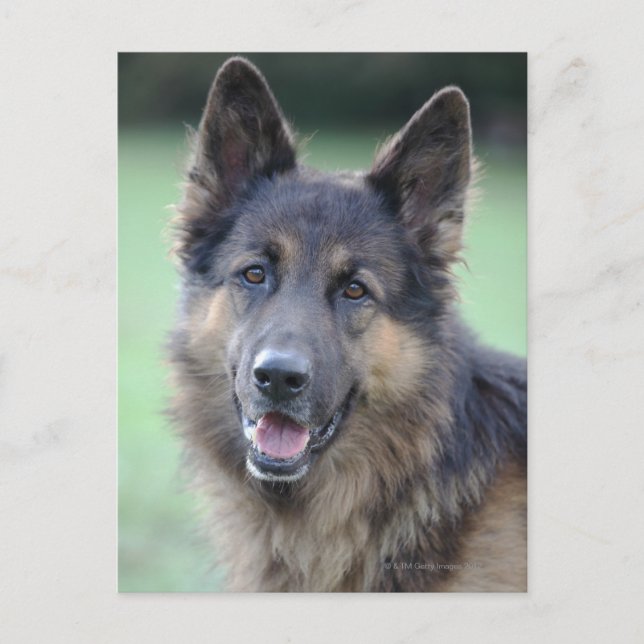 close-up of a dog face postcard (Front)