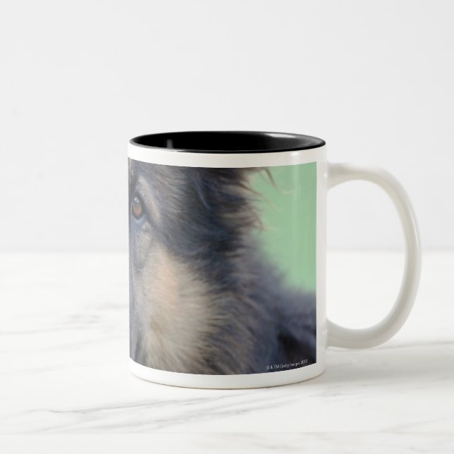 close-up of a dog face Two-Tone coffee mug (Right)