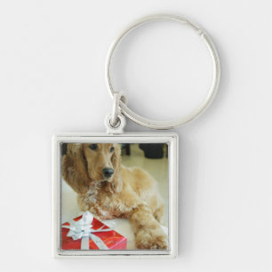 Close-up of a dog with a gift key ring