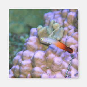 Close up of a fire dart fish, Okinawa, Japan Magnet