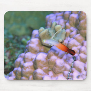 Close up of a fire dart fish, Okinawa, Japan Mouse Pad