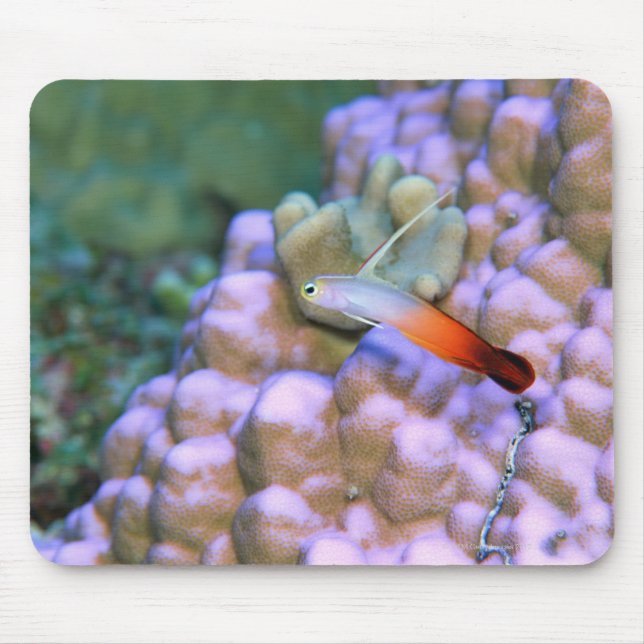Close up of a fire dart fish, Okinawa, Japan Mouse Pad (Front)