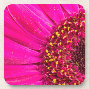 Close-up of a Gerber daisy Coaster