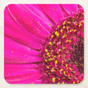 Close-up of a Gerber daisy Square Paper Coaster