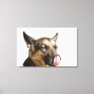 Close-up of a German Shepherd licking its nose Canvas Print