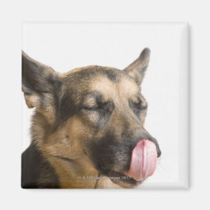 Close-up of a German Shepherd licking its nose Magnet