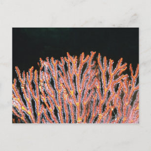 Close-up of a Gorgonian Sea Fan (Subergorgia) Postcard