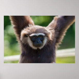 Close-Up of a Hanging Gibbon Poster