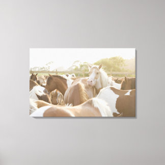 Close up of a herd of horses canvas print