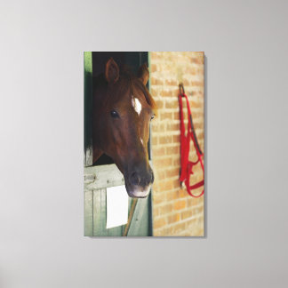 Close-up of a horse 2 canvas print