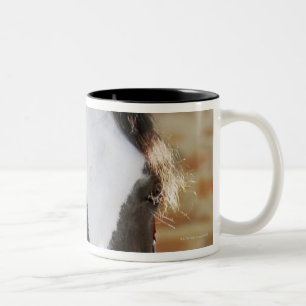 Close-up of a horse tied in a stable Two-Tone coffee mug