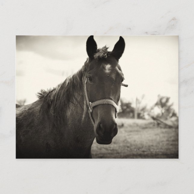 close up of a horse with sepia tone applied postcard (Front)