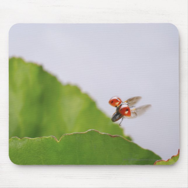 Close-up of a ladybug flying over a leaf mouse pad (Front)