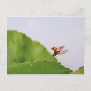Close-up of a ladybug flying over a leaf postcard