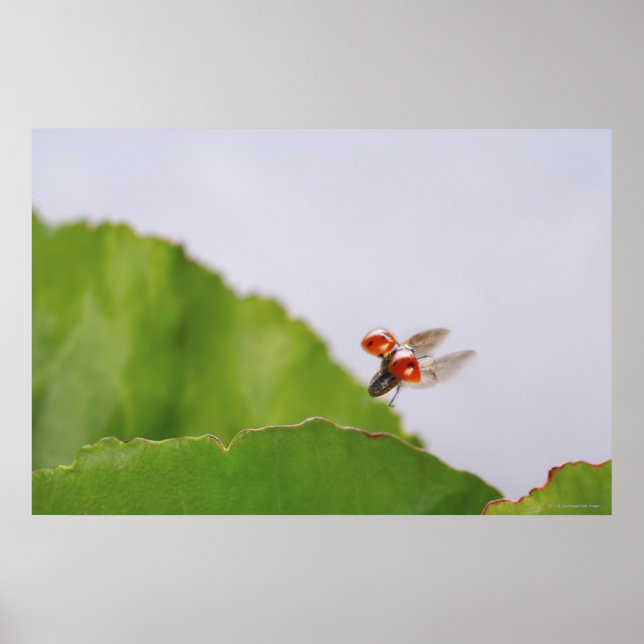 Close-up of a ladybug flying over a leaf poster (Front)