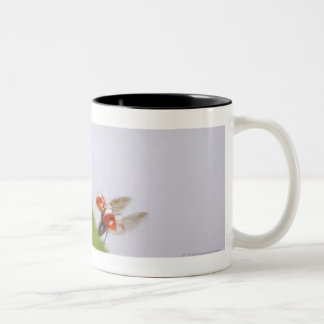 Close-up of a ladybug flying over a leaf Two-Tone coffee mug