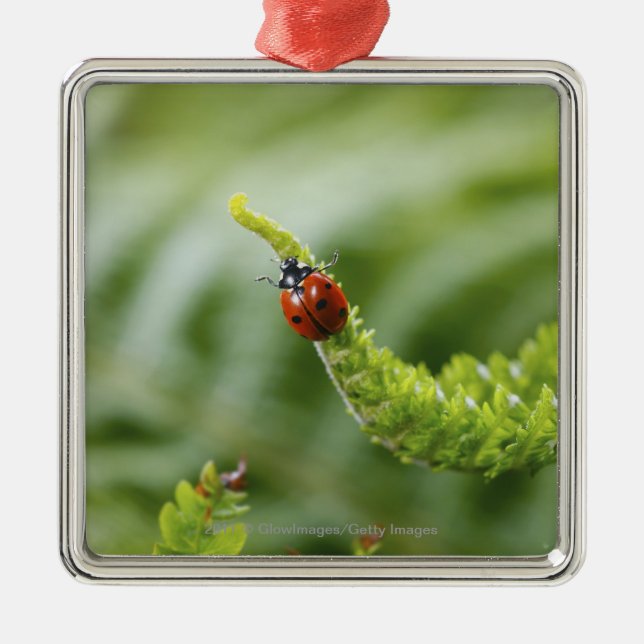 Close-up of a ladybug on a branch metal tree decoration (Front)