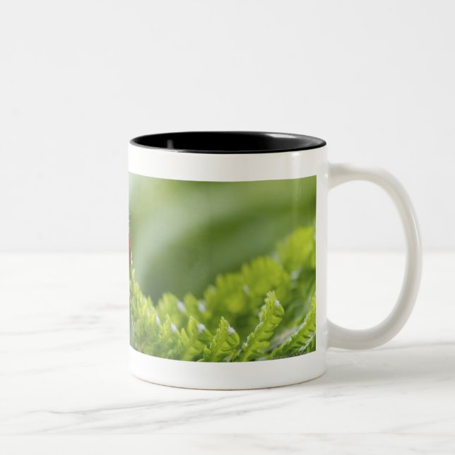 Close-up of a ladybug on a branch Two-Tone coffee mug (Right)