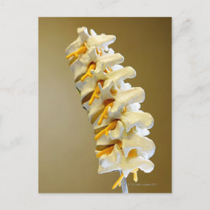 Close-up of a medical model of vertebrae of the postcard