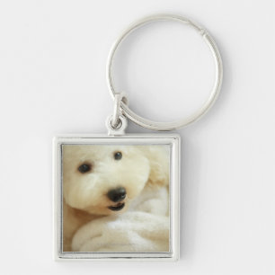 Close-up of a miniature poodle 2 key ring
