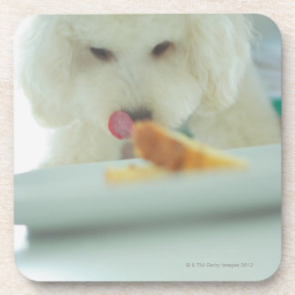 Close-up of a miniature poodle eating food coaster