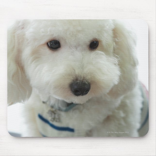 Close-up of a miniature poodle mouse pad (Front)