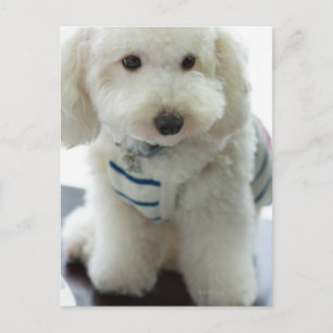 Close-up of a miniature poodle postcard