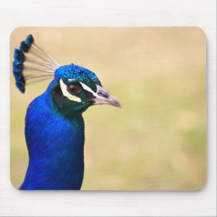 Close-up of a peacock 2 mouse pad