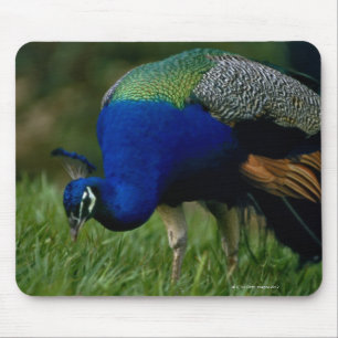Close-up of a peacock mouse pad